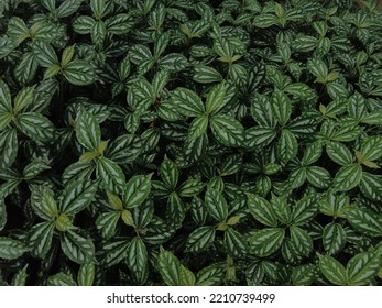 Aluminium Plant Or Watermelon Pilea (Pilea Cadierei) Plants, Close-up View

