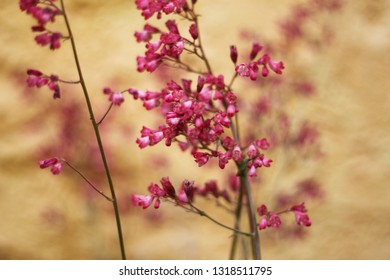 Alumroot In The Garden