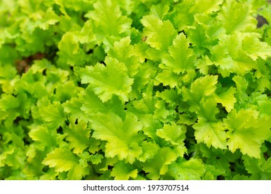 Alumroot Leafs In The Home Garden