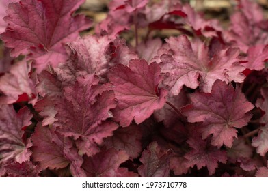 Alumroot Leaves In The Home Garden