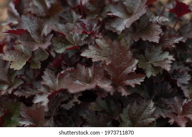 Alumroot Leaves In The Home Garden