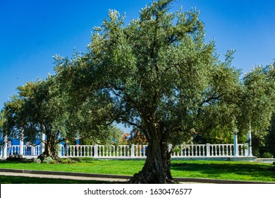 Alushta, Russia - September 28, 2019: Paradise landscape park in Crimea. Olive trees (Olea europaea) in relict olive grove in Aivazovsky. Age of trees is more than 200 years. Landscape architecture. - Shutterstock ID 1630476577