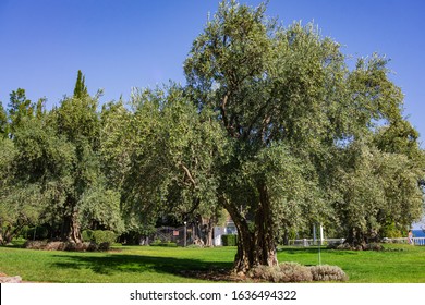 Alushta, Russia - September 28, 2019: Paradise landscape park in Crimea. Olive trees (Olea europaea) in relict olive grove in Aivazovsky. Age of trees is more than 200 years. Landscape architecture. - Shutterstock ID 1636494322