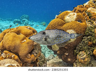 Aluterus scriptus, commonly known as scrawled filefish, broomtail filefish or scribbled leatherjacket, is a marine fish belonging to the family Monacanthidae.