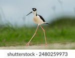 Always on the move while keeping an eye on the chicks...
Black-necked Stilt