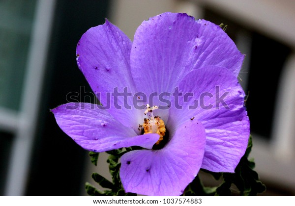 Alyogyne Huegelii Lilac Hibiscus Medium Sized Stock Photo Edit Now