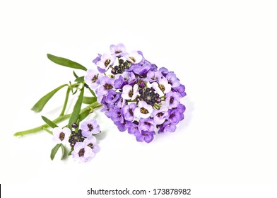 Alyssum