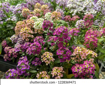 Alyssum In Bloom.