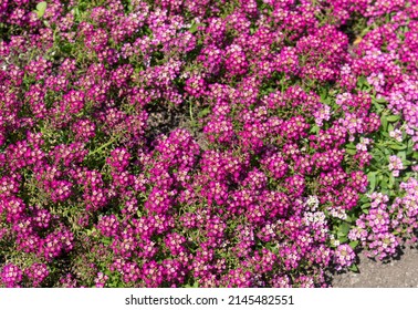 Alyssum Deep Rose Garden Stock Photo 2145482551 | Shutterstock