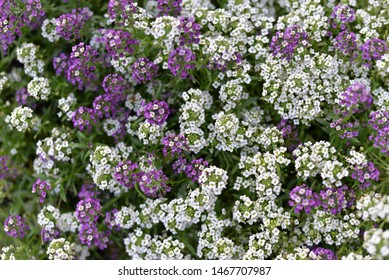 Alyssum Images Stock Photos Vectors Shutterstock