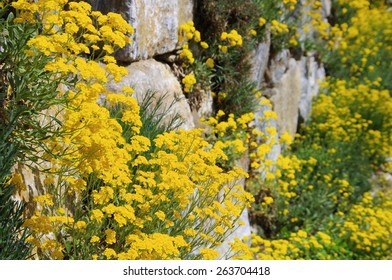 Alyssum Saxatile 