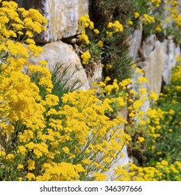 Alyssum Saxatile 