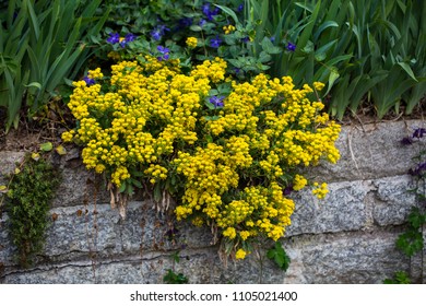 Alyssum Saxatile Copactum