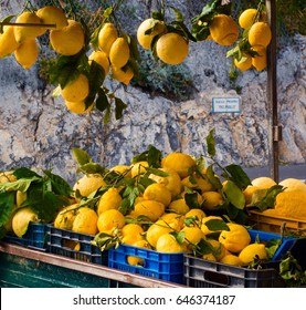 Amalfi Coast Lemons