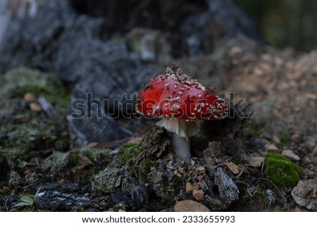 Amanita, a brightly coloured and poisonous species of mushroom, found in a pine forest in NSW, Australia. Also know as fly agaric.