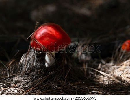 Amanita, a brightly coloured and poisonous species of mushroom, can be found in pine forests in NSW, Australia. Also know as fly agaric