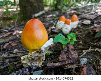 Amanita Caesarea Mushroom Prince William Forest Park