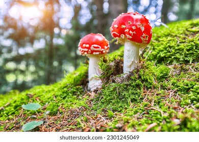 Amanita muscari, fly agaric beautiful red-headed hallucinogenic toxic mushroom in Dolomites. Location: Santa Maddalena village, Val di Funes, Trentino-Alto Adige, Dolomites, Italy, Europe - Powered by Shutterstock