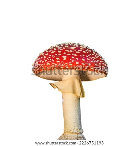 Amanita muscaria (a poisonous mushroom) isolated on white background