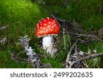 Amanita muscaria, commonly known as the fly agaric or fly amanita,[5] is a basidiomycete of the genus Amanita. It is a large white-gilled, white-spotted, and usually red mushroom.