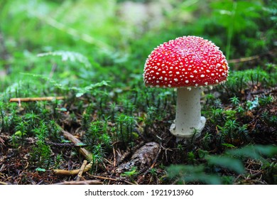 Amanita muscaria, commonly known as the fly agaric or fly amanita. Toxic and hallucinogen mushroom Fly Agaric in grass on autumn forest background. Macro close up in natural environment. - Shutterstock ID 1921913960