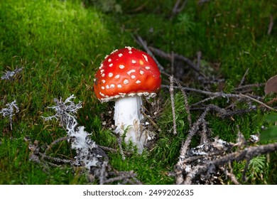 Amanita muscaria, commonly known as the fly agaric or fly amanita,[5] is a basidiomycete of the genus Amanita. It is a large white-gilled, white-spotted, and usually red mushroom. - Powered by Shutterstock