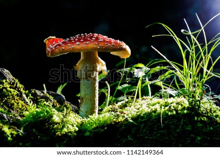 Similar – Tannenzäpfle Mushroom