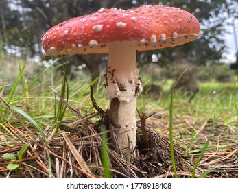 Amanita muscaria deads insects - mosquitoes - fly at the mushroom