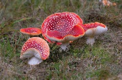 Amanita Muscaria Famous, Enchanting And Highly Toxic. Fly Agaric Has A Bright Red Cap With White Spots And White Gills. It Can Grow To 20cm Across And 30cm Tall And Has A Savoury Smell.