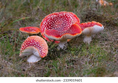 Amanita muscaria famous, enchanting and highly toxic. Fly agaric has a bright red cap with white spots and white gills. It can grow to 20cm across and 30cm tall and has a savoury smell.