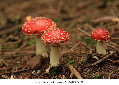 Amanita Muscaria, The Fly Agaric