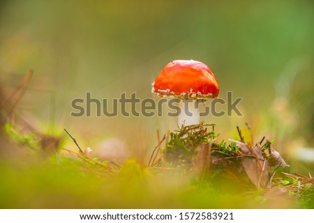 Similar – Foto Bild Roter Pilz auf dem Feld