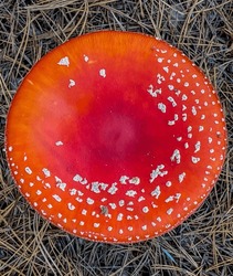 Amanita Muscaria, Fly Agaric In The Forest