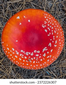 Amanita muscaria, fly agaric in the forest