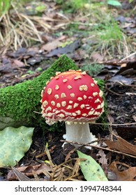 Amanita Muscaria Fly Agaric Muscimol Mushroom Red  Ball Cap Super