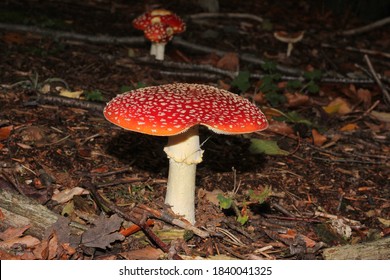 Amanita Muscaria At A Forest Site Near Marl, Germany