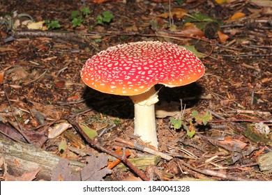 Amanita Muscaria At A Forest Site Near Marl, Germany