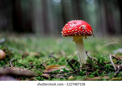 Amanita muscaria mushroom - Shutterstock ID 1127487158
