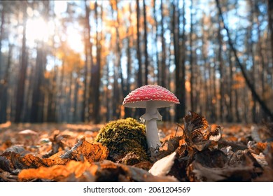 amanita muscaria mushroom in autumn forest, natural sunny background. Fly agaric poisonous wild mushroom in fallen leaves. harvest fungi concept. fall season