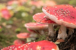Amanita Muscaria Mushroom Patch Side Bokeh Blur