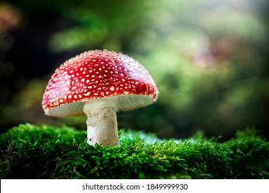 Amanita Muscaria mushroom or toadstool in the forest with copy space
