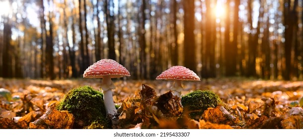 amanita muscaria mushrooms in autumn forest, natural bright sunny background. autumn season. Fly agaric, wild poisonous red mushroom in yellow-orange fallen leaves. harvest fungi concept. banner - Shutterstock ID 2195433307