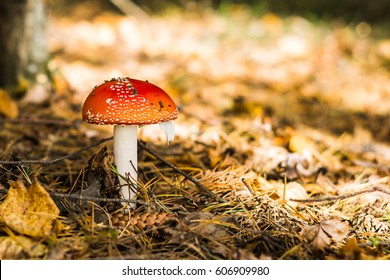 Amanita muscaria on the background of dry grass and conifers. Autumn landscape. Washed background. - Shutterstock ID 606909980