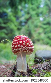 Amanita muscaria, red toadstool in the forest