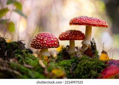 Amanita muscaria or “fly agaric“ is a red and white spotted poisonous Toadstool Mushroom. Group of fungi in a autumn season forest in Iserlohn Sauerland Germany. Macro close up from frog perspective.
