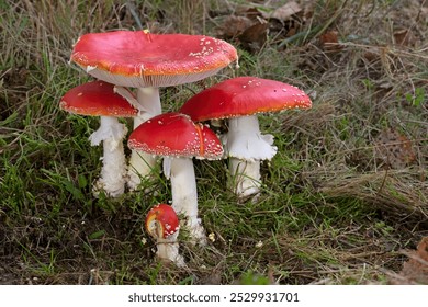 Amanita muscaria or “fly agaric“ is a red and white spotted poisonous Toadstool Mushroom. Group of fungi in a autumn season forest in Romania - Powered by Shutterstock