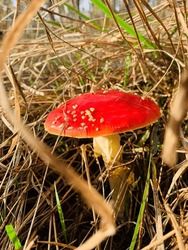 Amanita Mushroom Among Tall Dry Grass. Autumn Forest Landscape.