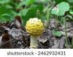 Amanita mushroom in northern Minnesota, near Voyageurs National Park