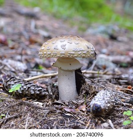 Amanita Pantherina  