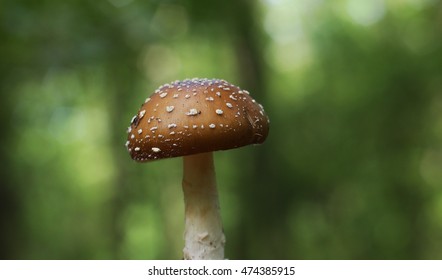 Amanita Pantherina